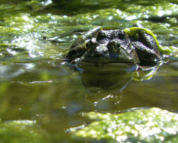 a frog covered with algae